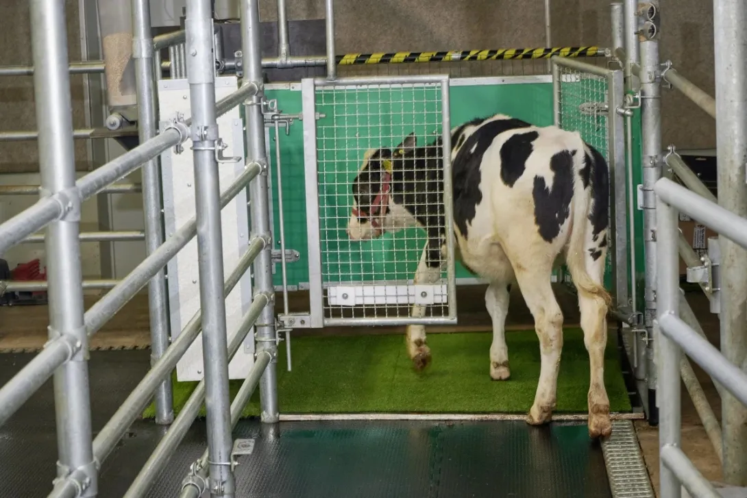 Учёные научили коров ходить в туалет, чтобы спасти мир