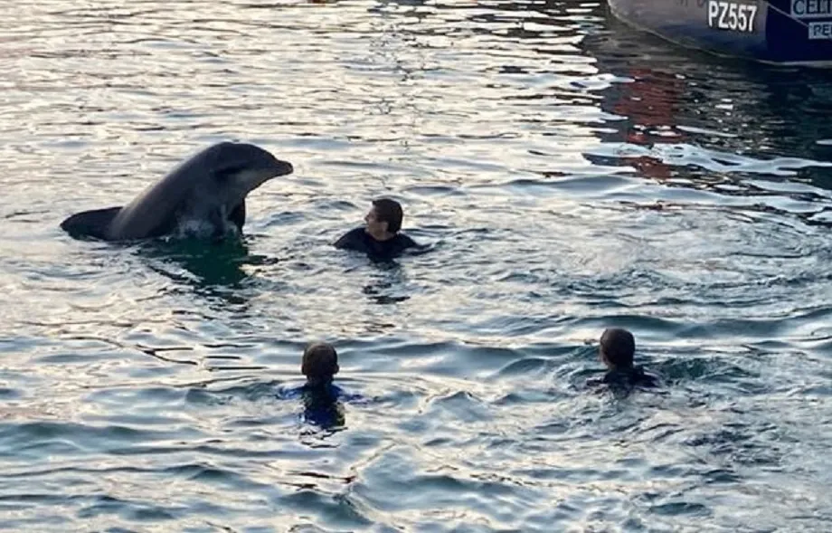Дружелюбный дельфин, который любил плавать с людьми, погиб