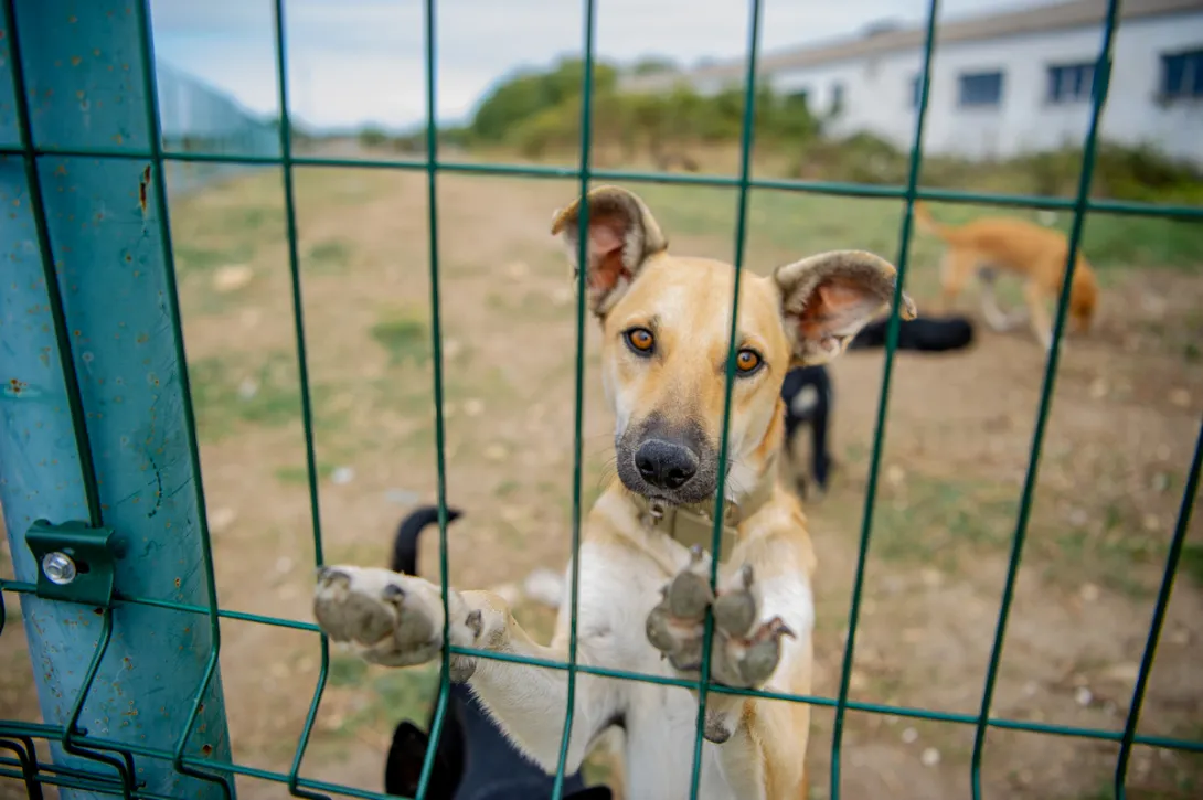Суд обязал правительство Севастополя позаботиться о бродячих собаках