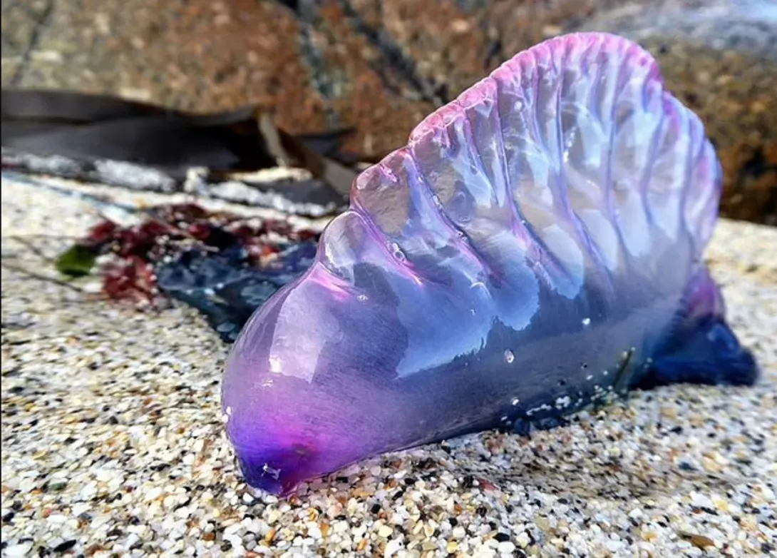 Гигантские медузы-убийцы приплыли на пляжи Британии
