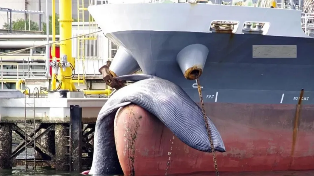 Ужасающие кадры: погибший гигантский кит застрял на носу судна