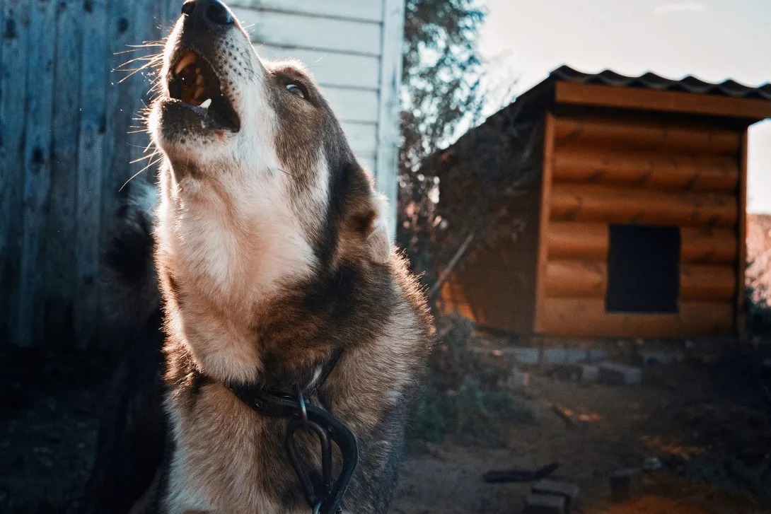 Двести собак угрожают безопасности детей в севастопольском садике 