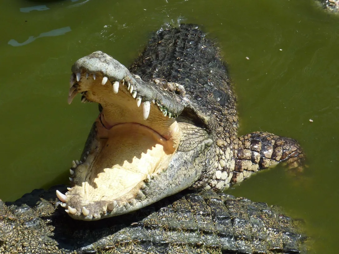 Очень робкий крокодил умудрился утонуть