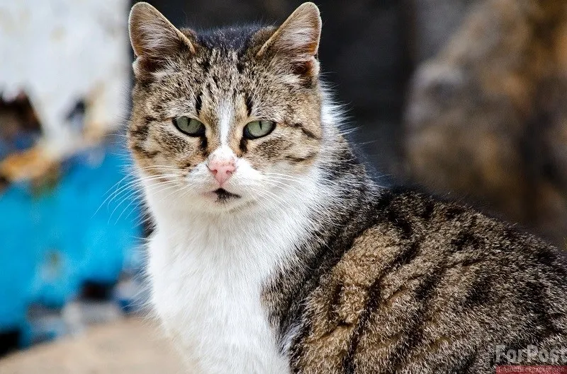 Какие опасности подстерегают крымских домашних котов