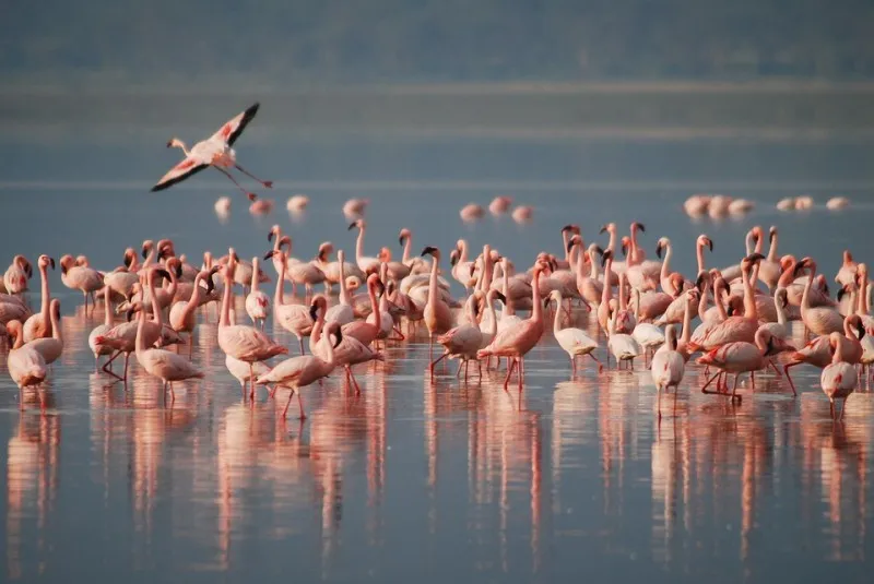 Крым подходит для гнездования фламинго