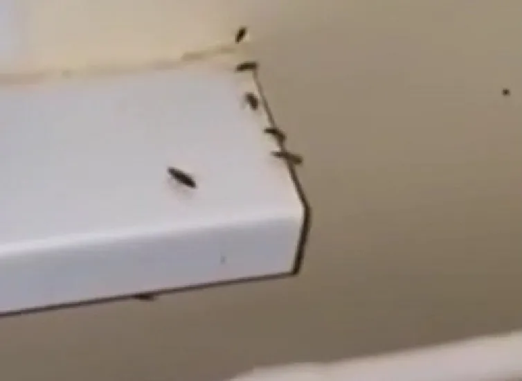 Брянские чиновники оправдали полчища тараканов в больнице коронавирусом