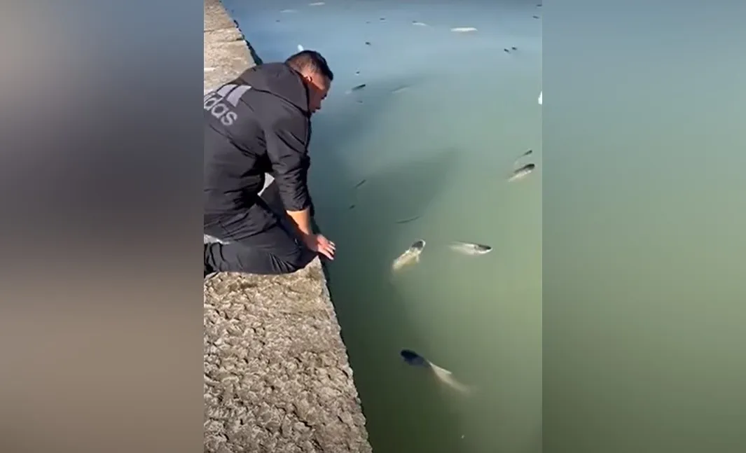 Пьяная рыба всплыла на поверхность озера. Видео