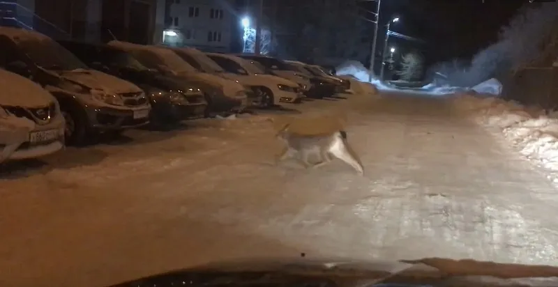 Очевидцы сняли на видео, как по улицам города бегает рысь