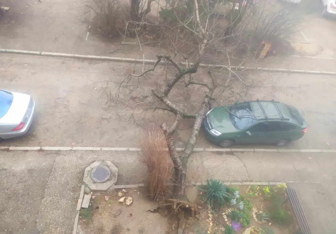 В Севастополе рухнувшая черешня едва не задела авто