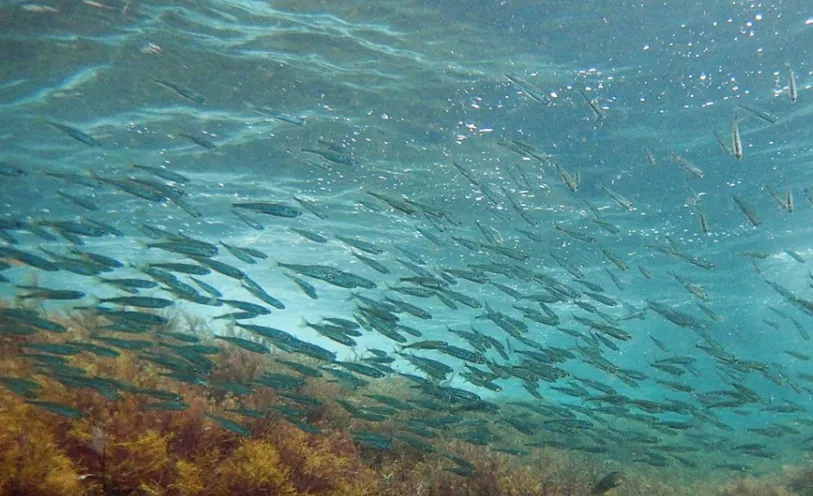 Севастопольцы обнаружили в Черном море рыбный рай вблизи сероводородного слоя 