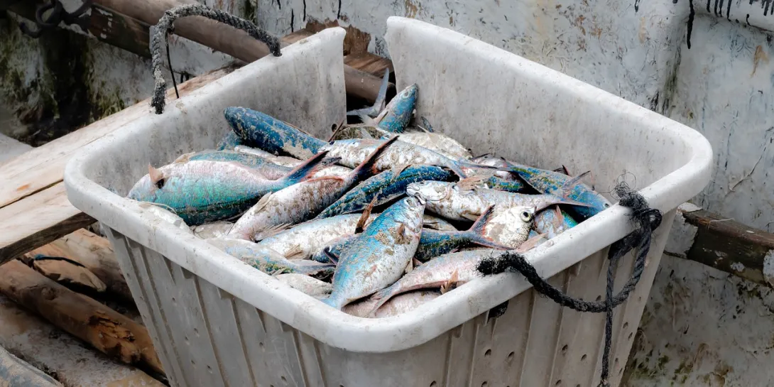 Севастопольцев приглашают сказать свое слово о рыбопромышленном кластере