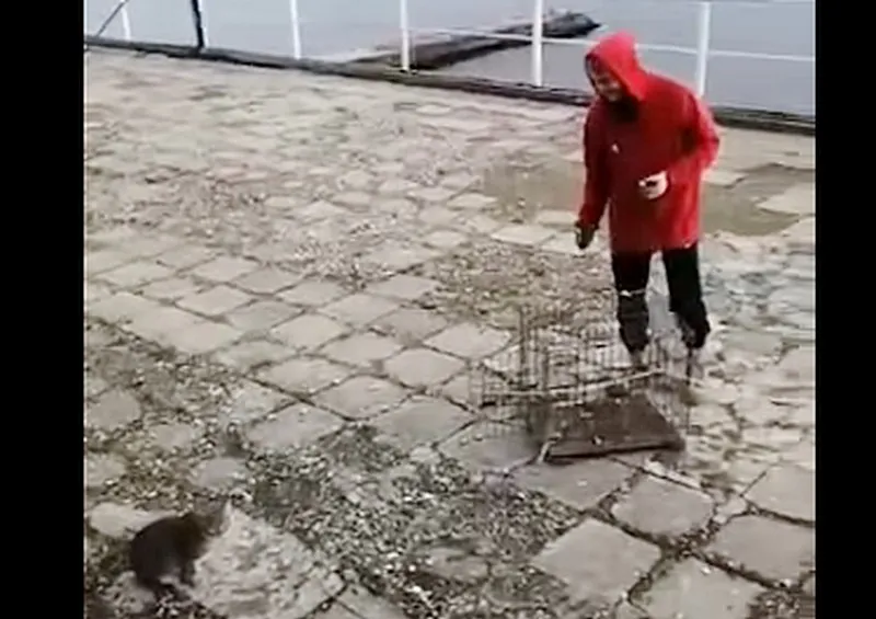 Крымский отель зачищает набережную от кошек