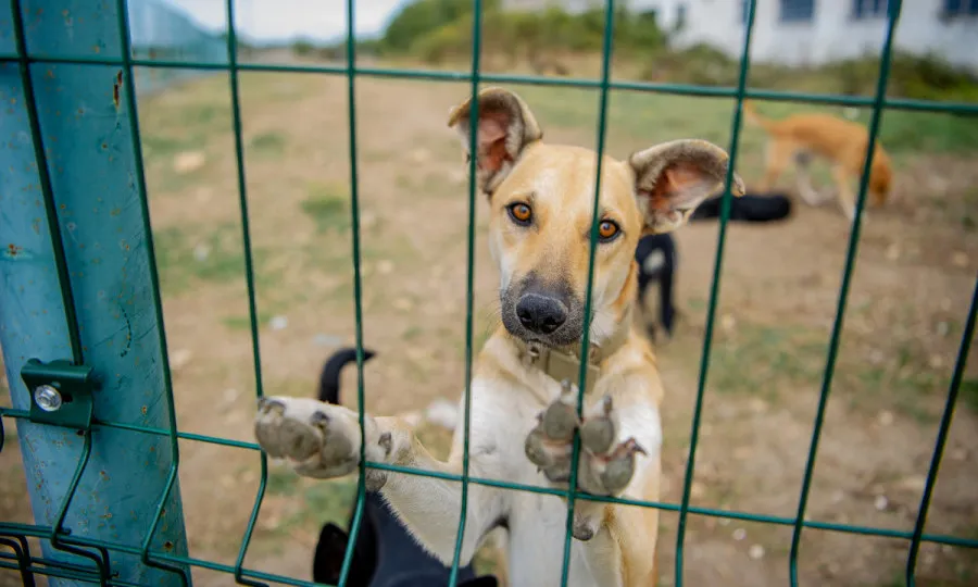 Севастопольских чиновников принуждают заняться бездомными животными через суды 