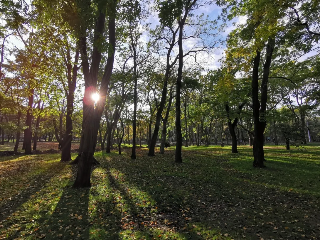 В Севастополь приедут большие люди, чтобы решить вопрос с угрожающей лесам ЛЭП