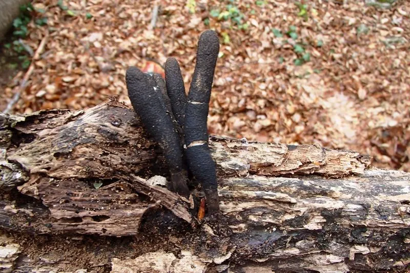 Турист наткнулся в крымском лесу на «пальцы мертвеца»