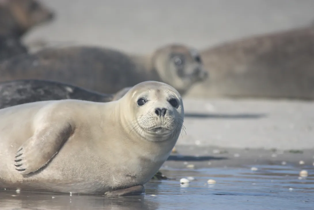 Тюлень в течение пяти часов помогал выжить мужчине в открытом море