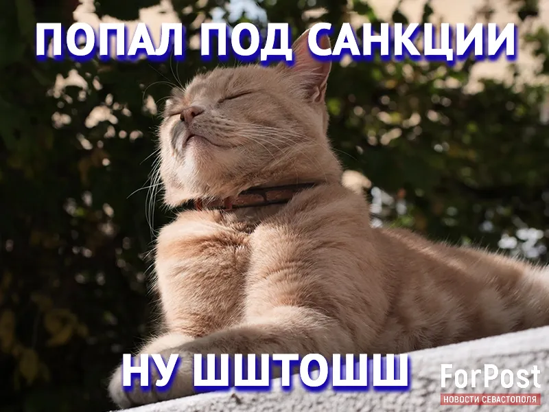 Породистые коты из Крыма даже не заметили санкций в свой адрес