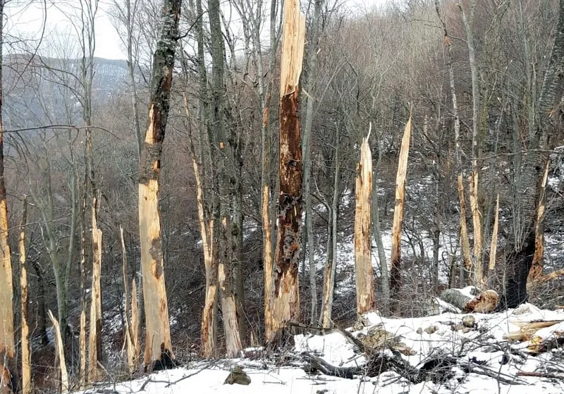 В крымских горах готовятся вырубить деревья на 15 гектарах леса