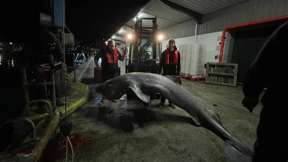 Уникальную акулу выбило на пляж в Великобритании