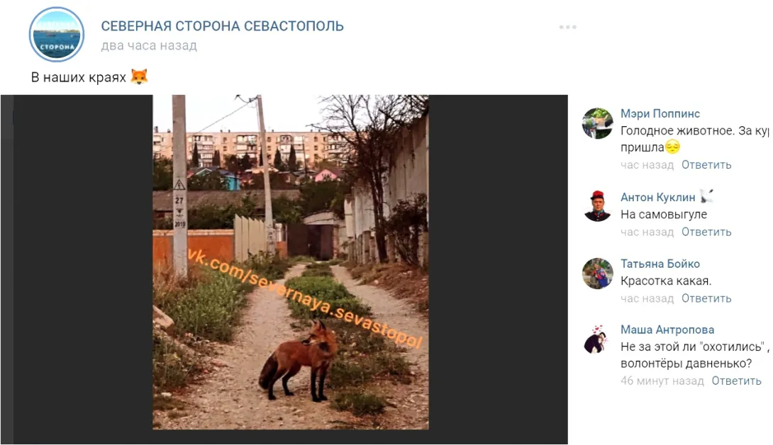 По Северной стороне Севастополя с достоинством гуляла лиса 