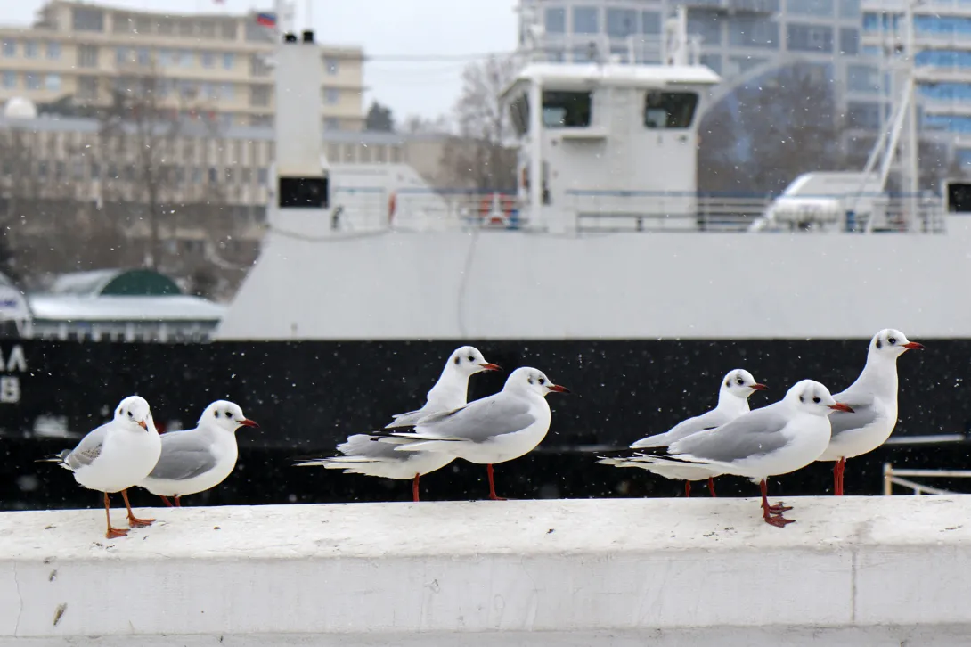 Зима в Севастополе продолжает сопротивляться весне