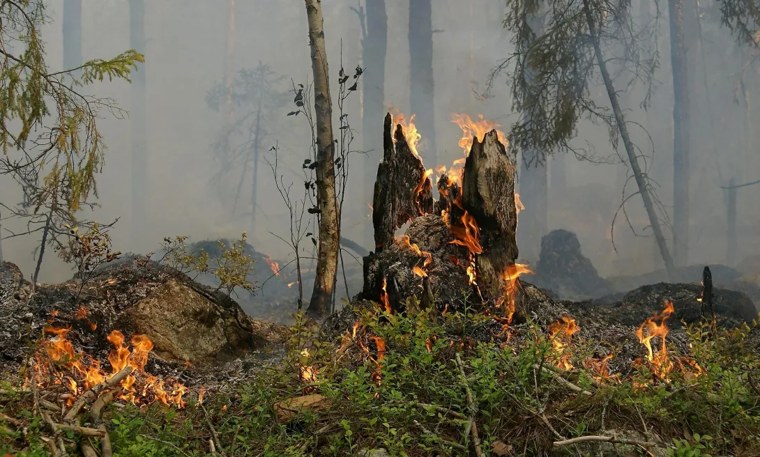 Лесной пожар произошёл в Севастополе 