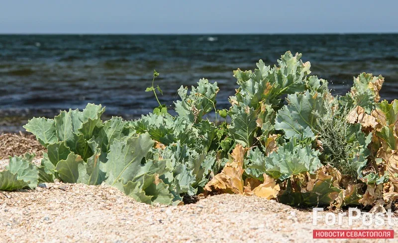 В Крыму ученые нашли применение лишайникам и «морской капусте»