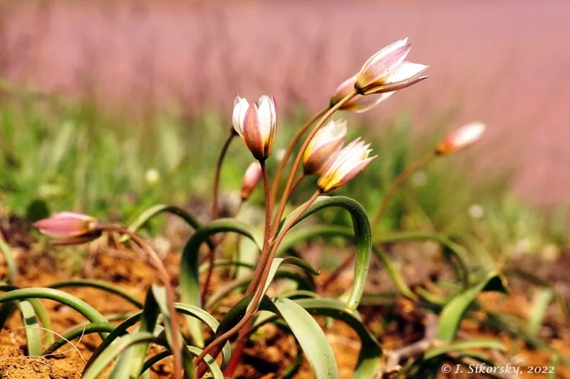 В крымском заповеднике обнаружили поляну редких тюльпанов