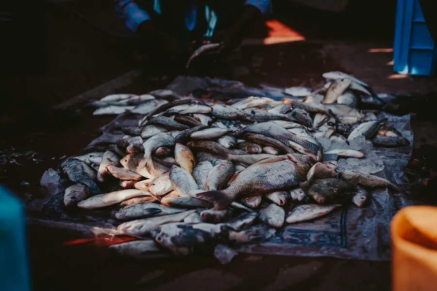 Черноморская рыба по доступной цене появилась на Северной стороне Севастополя