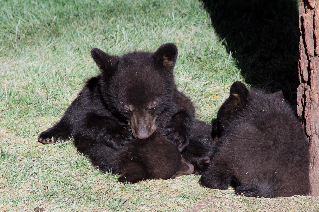 Женщина обнаружила под своим домом пятерых медведей