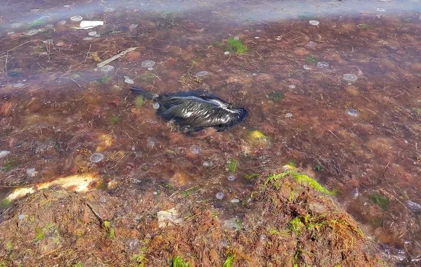 В севастопольской бухте Омега умирают утки 