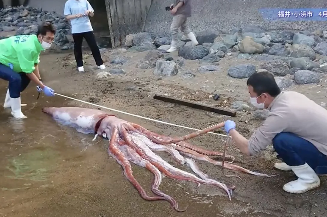 На пляже обнаружили живого гигантского кальмара