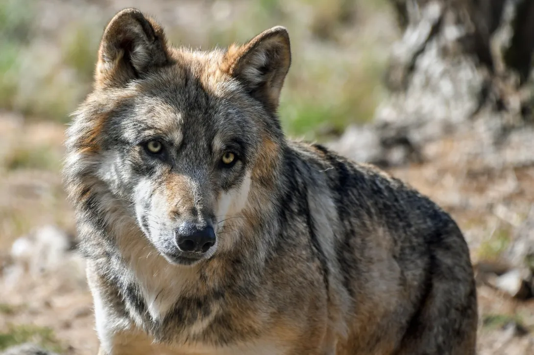 В Севастополе резко возросло количество волков