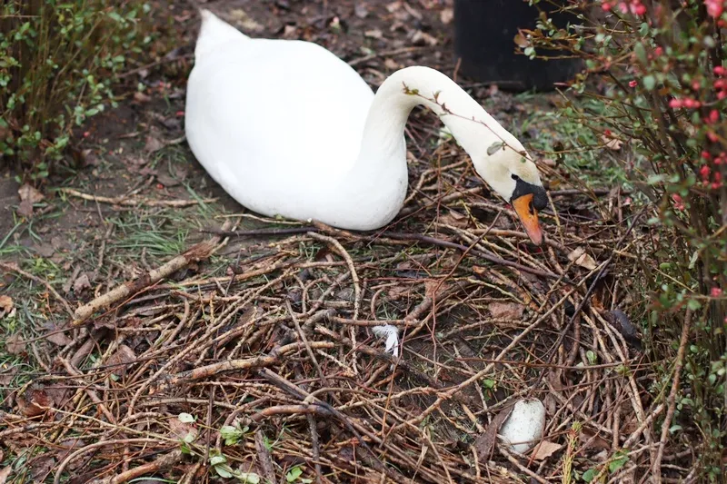 Лебеди выводят потомство под ногами прохожих в центральном парке столицы Крыма