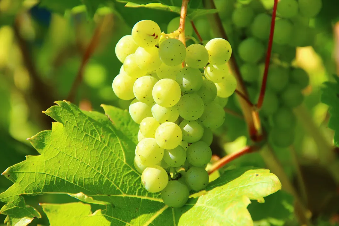 Учёные рассказали о тайной пользе винограда