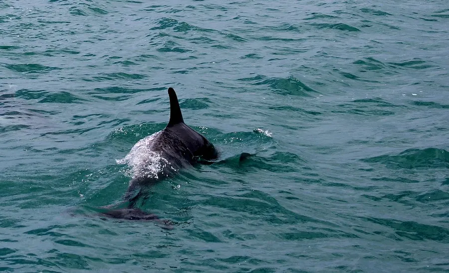 В севастопольской бухте плавает ослабевший дельфин