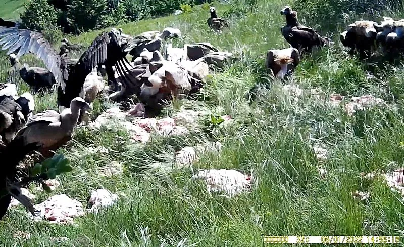 Лесники скармливают крымским падальщикам центнеры мясного неликвида
