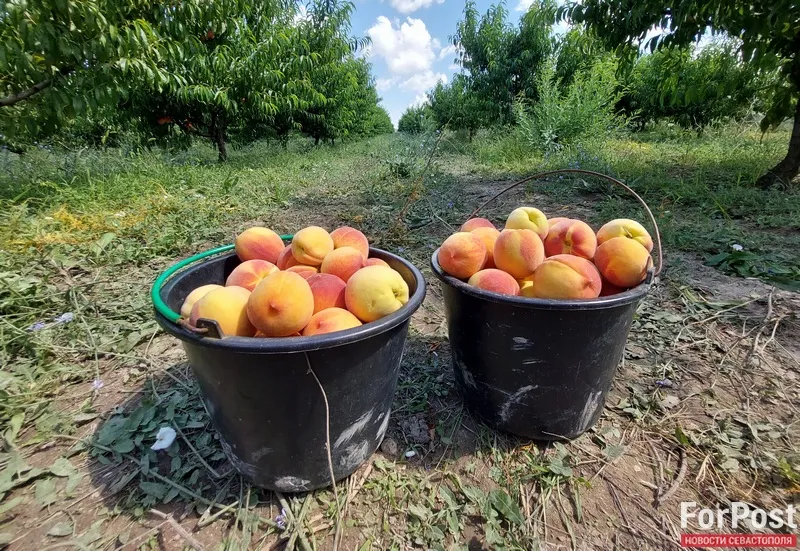 Этим летом персики в Крыму особенно большие и сладкие