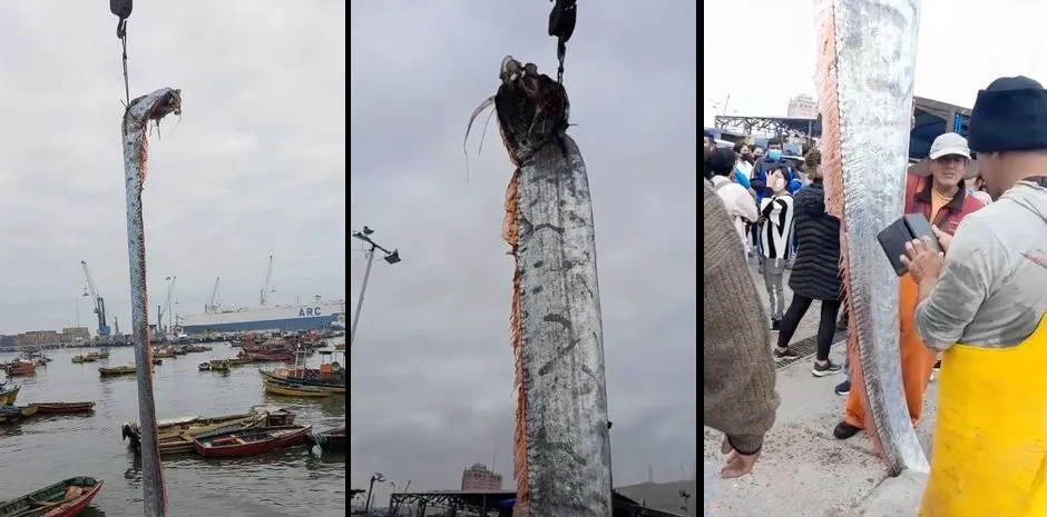 Мужчины поймали гигантскую рыбу, которая считается предвестником бедствия