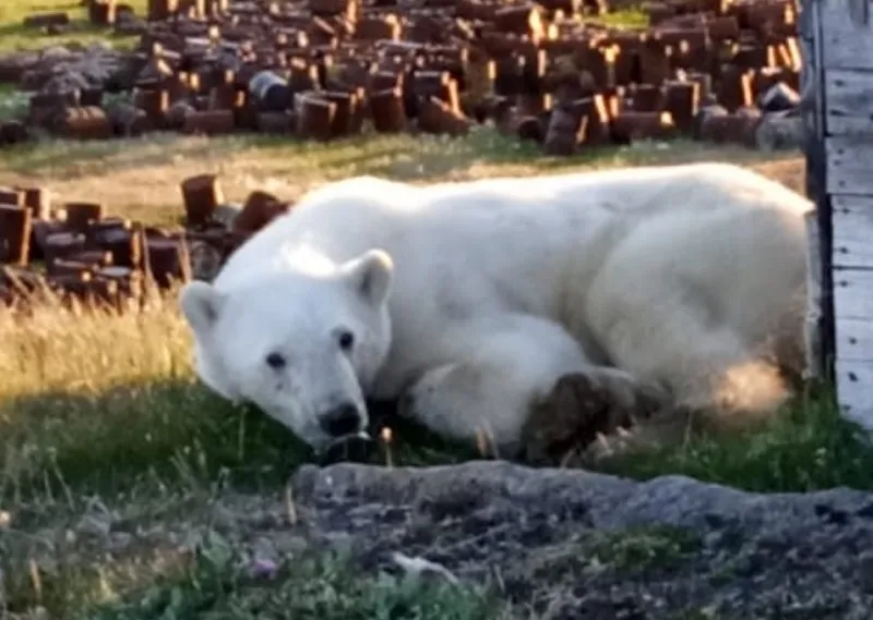 В Сибири спасают медведя, у которого в пасти застряла банка сгущёнки