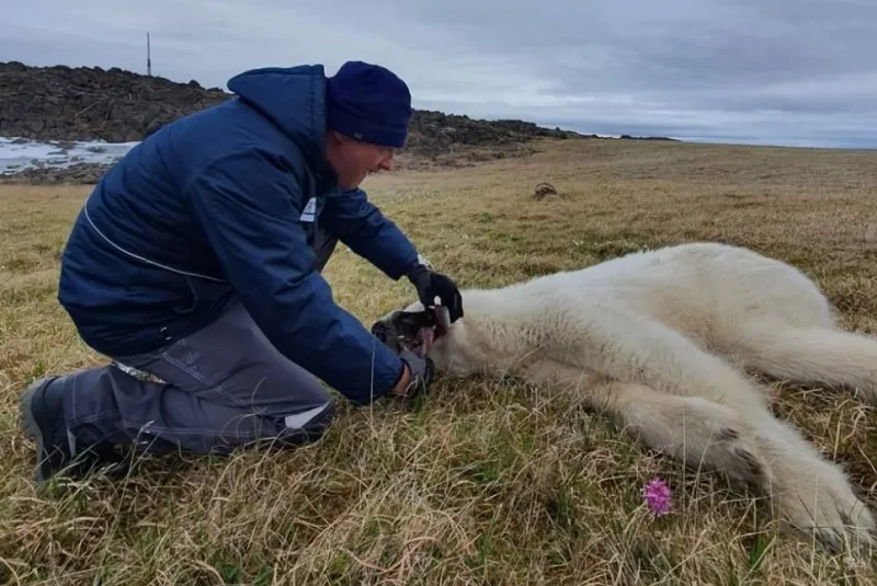 Опубликованы трогательные фото спасения белого медведя с банкой в пасти