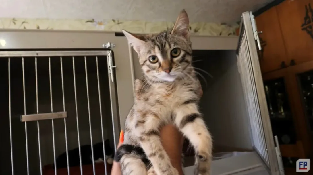 Кошкин дом: в Севастополе открыт пункт реабилитации котиков