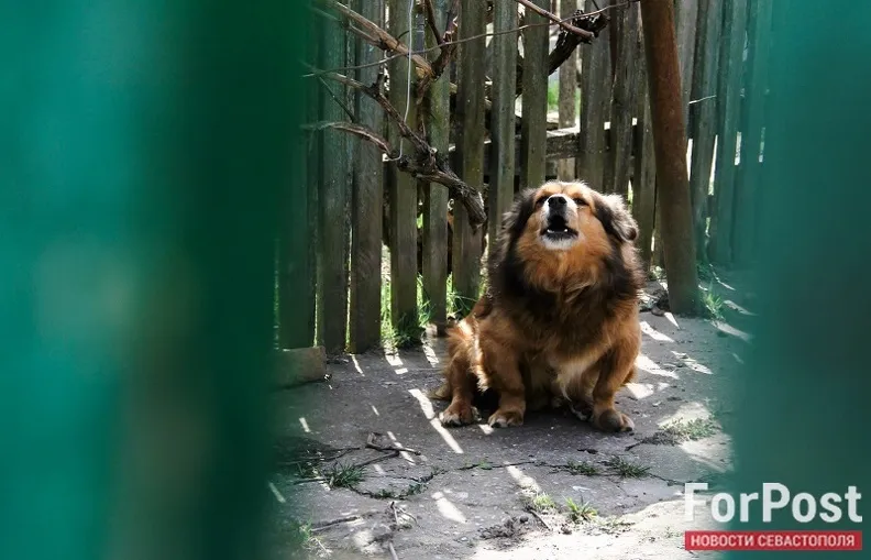 В Севастополе наказали рублем хозяйку агрессивного пса