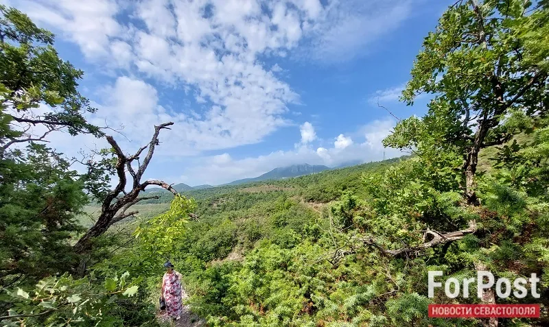 Каждое десятое дерево в крымских лесах повреждено