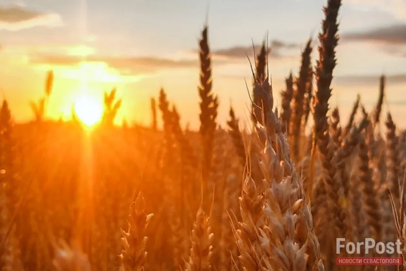 Крым вплотную приблизился к советскому рекорду по сбору зерна