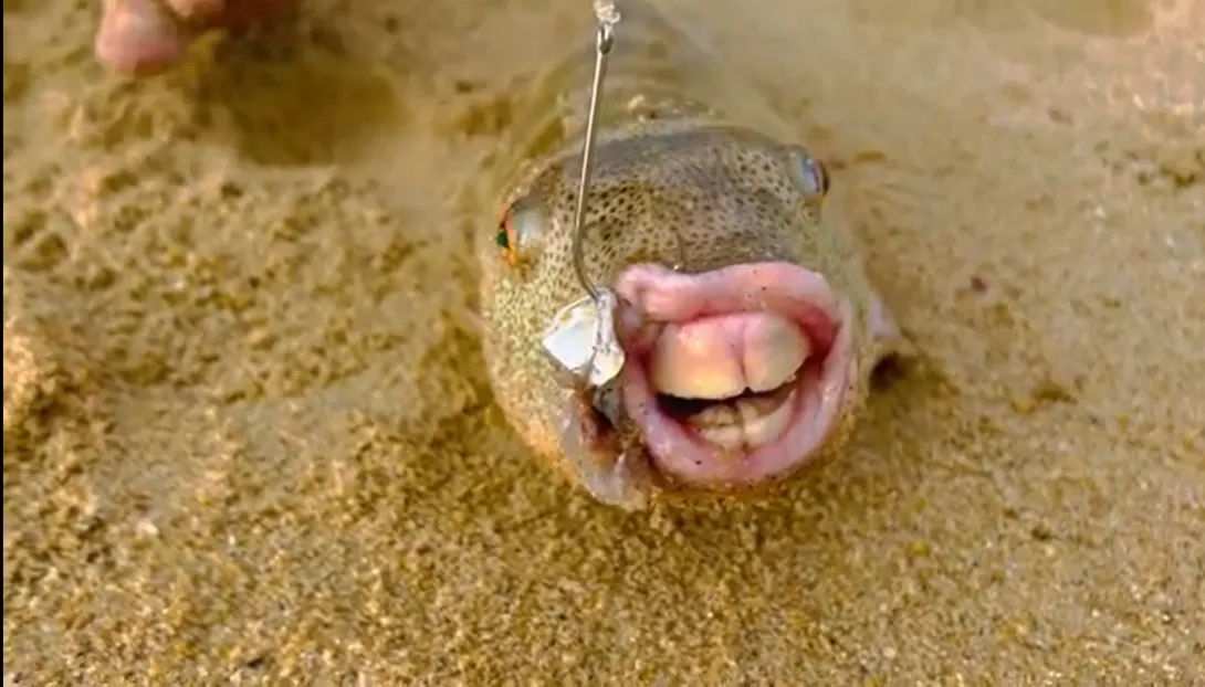 Пара поймала необычную рыбу с «человеческими» зубами 