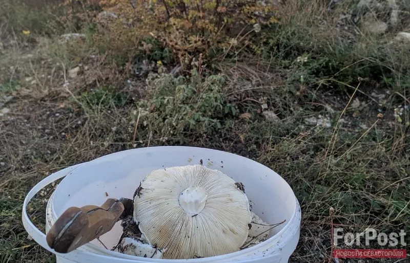 В Крыму спасатели пять часов искали отправившуюся за грибами женщину