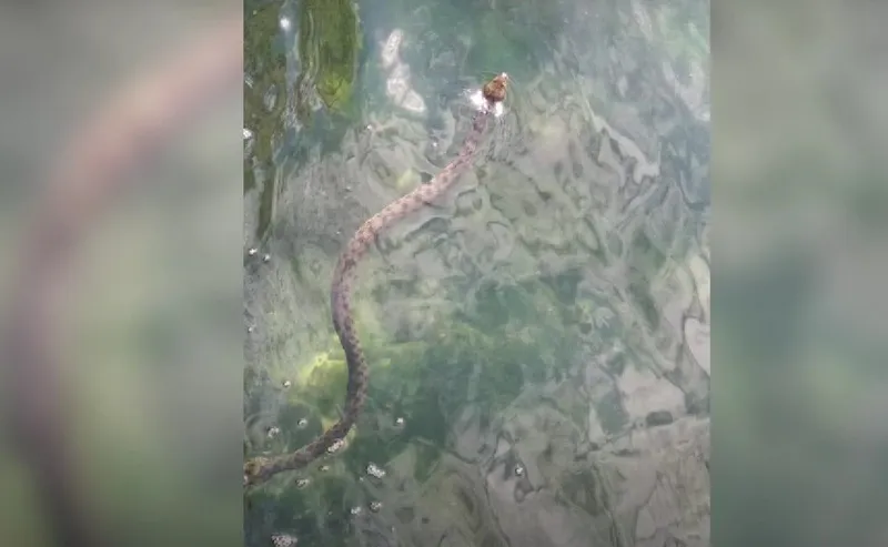 Змея распугала посетителей популярного севастопольского пляжа