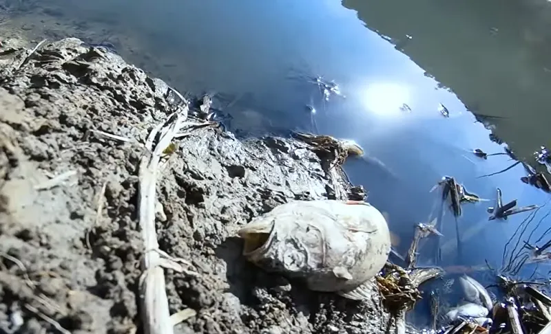 В пруду под Севастополем массово гибнет рыба
