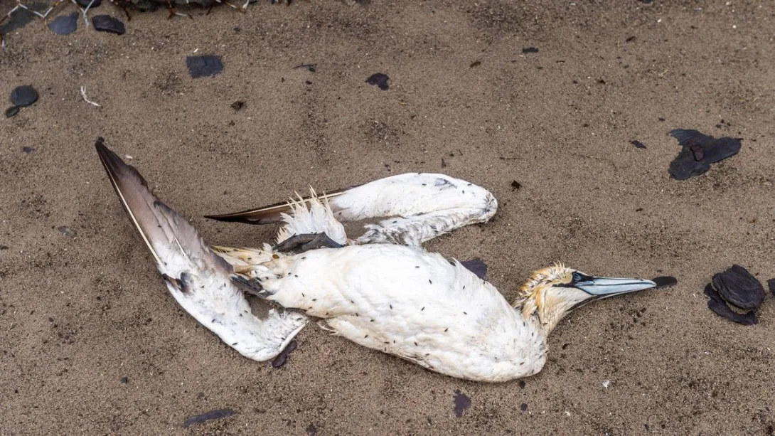 Загадочная гибель сотен диких птиц взволновала людей